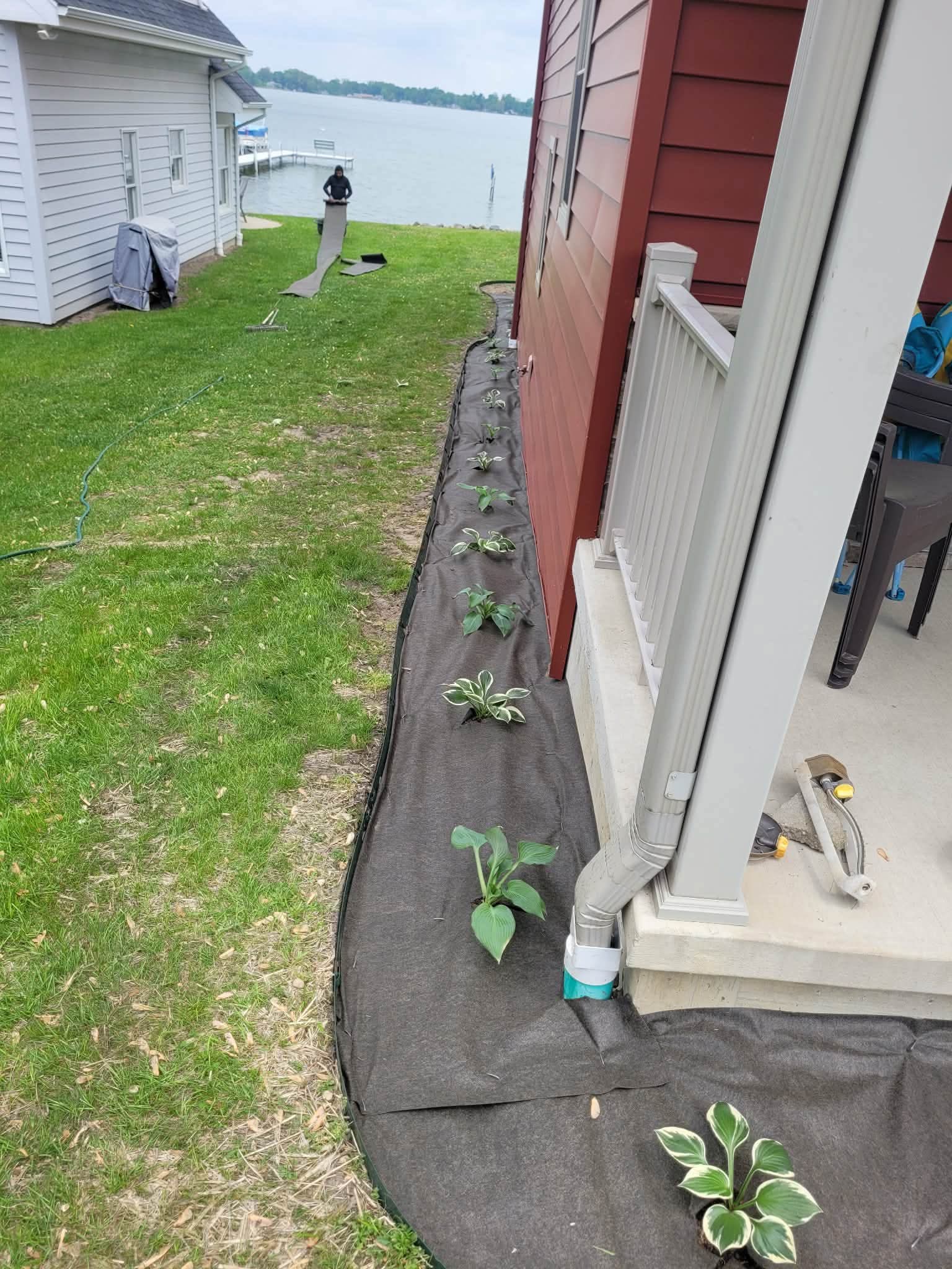 Row of hostas planted through landscape fabric along a lake house
