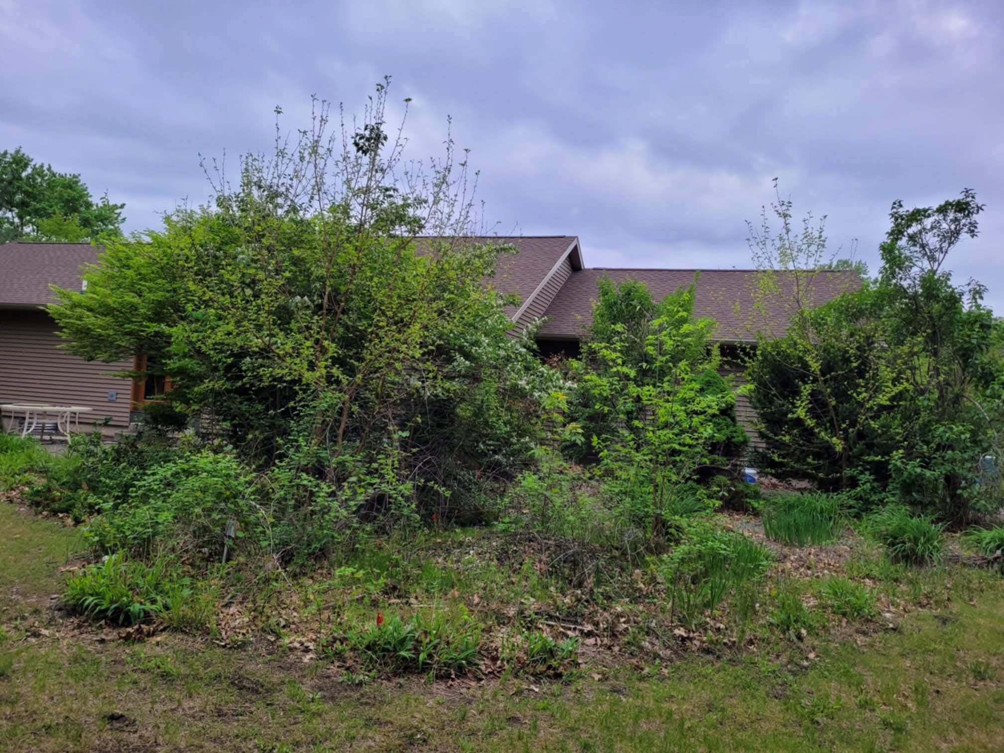Overgrown: weedy, overgrown beds along the porch